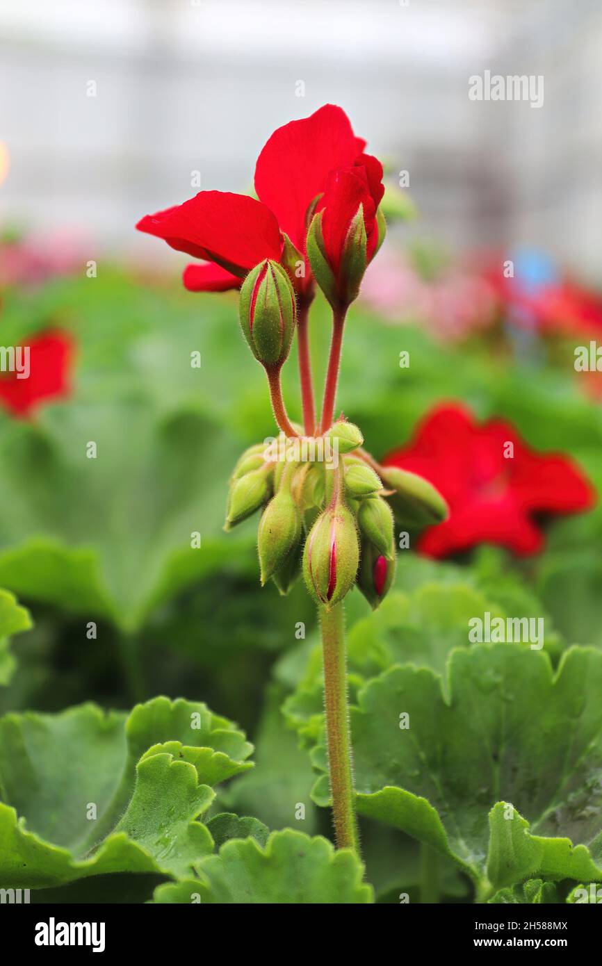 Il gambo rosso alto su una pianta di geranio Foto stock - Alamy