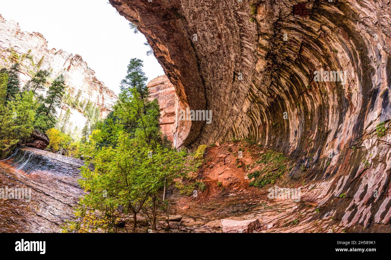 Paesaggio gorgoso di Left Fork Trail per la gola della metropolitana, Zion National Park, Stati Uniti d'America Foto Stock