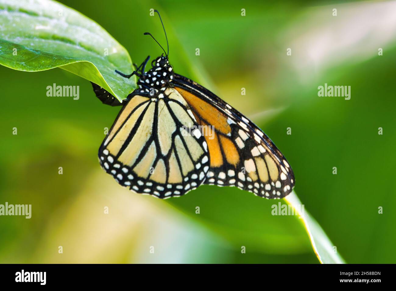 Close-up estremo di una farfalla monarca che depone le uova su una pianta di mungheria. Foto Stock