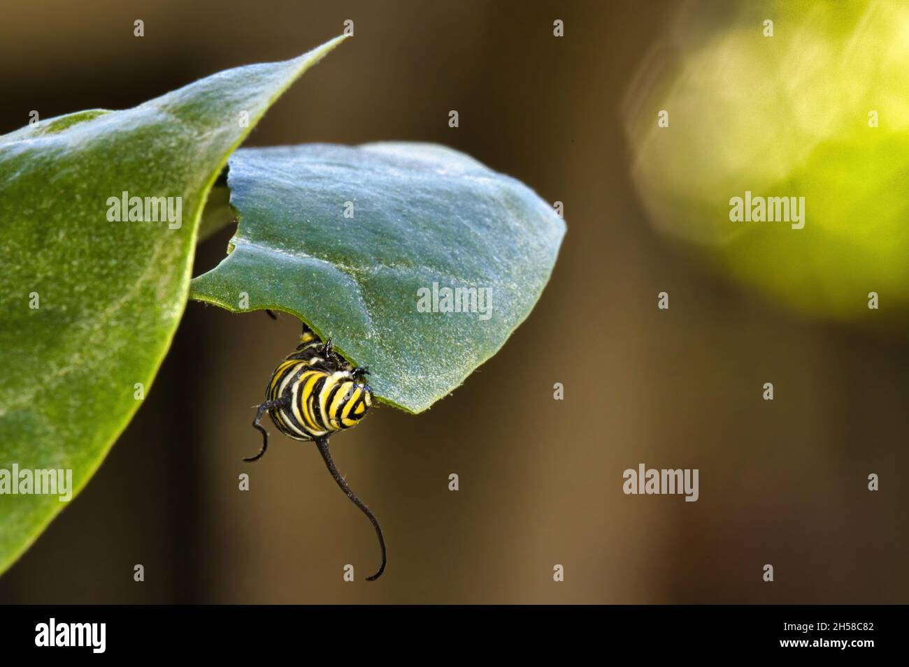 Testa in giù monarca bruco mangiare sul lato inferiore di una foglia di munghie. Foto Stock