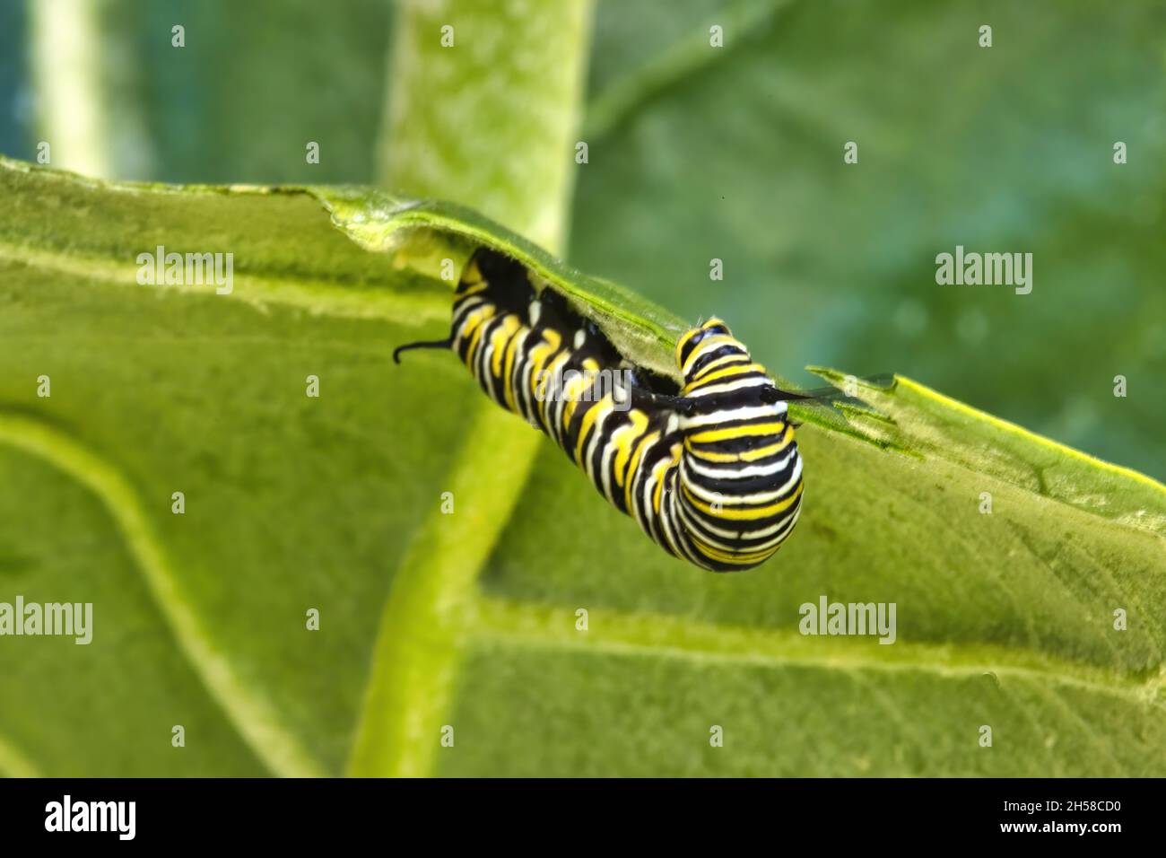 Primo piano estremo di un colorato bruco monarca che mangia la parte inferiore di una foglia di munghie. Foto Stock