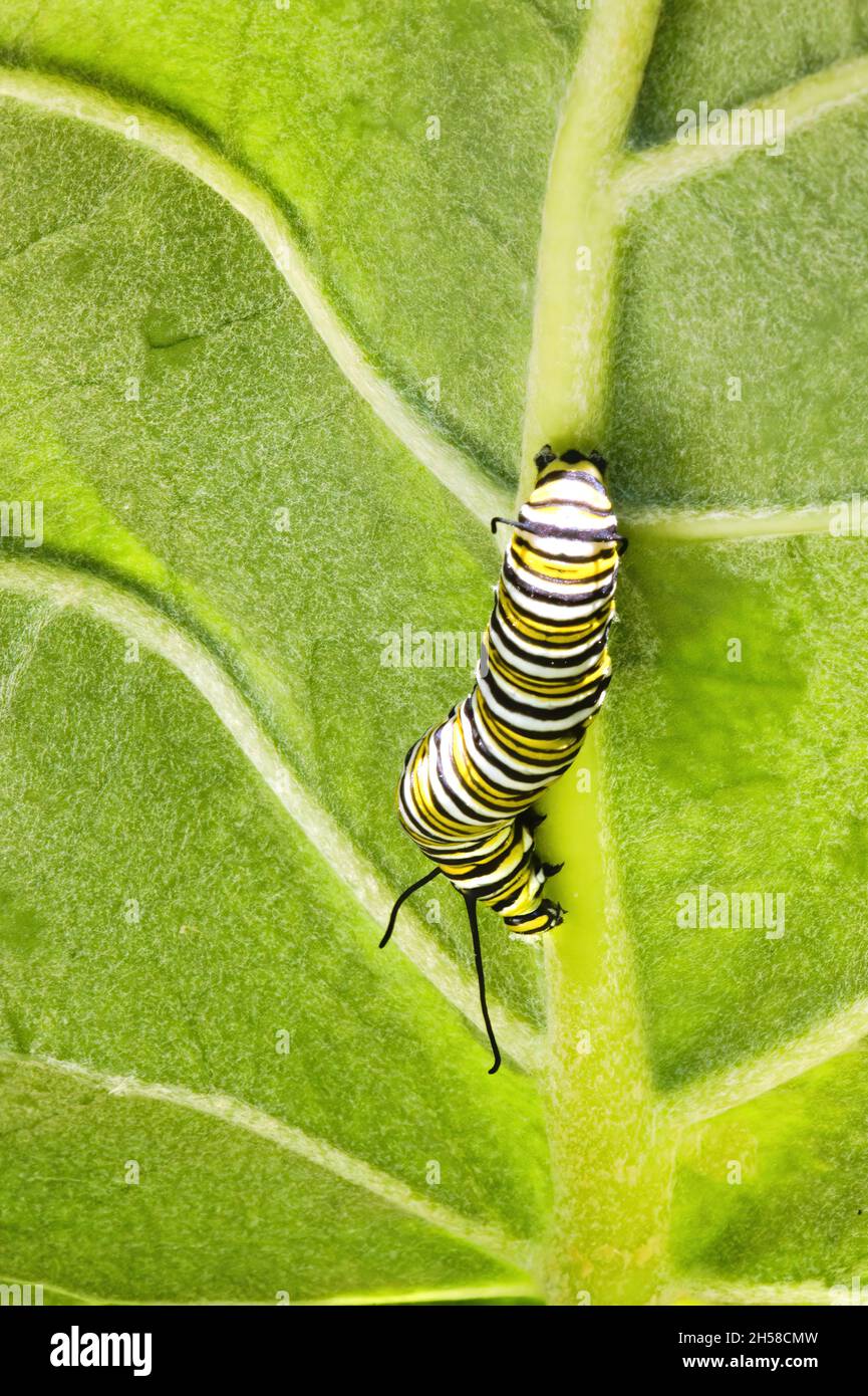 bruco monarca affamato che mangia sulla parte inferiore di una foglia di munghie. Foto Stock