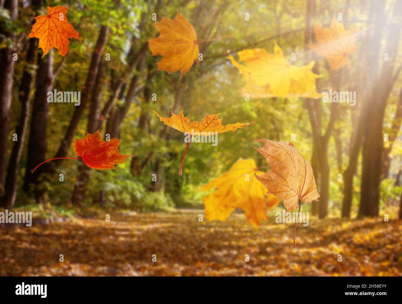 caduta di foglie di yelow autunno su sfondo naturale foresta blured Foto Stock