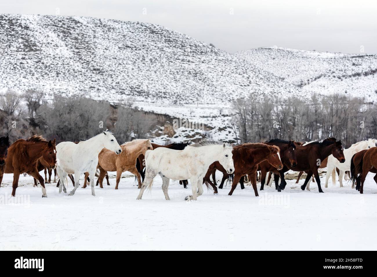 Una mandria mista di cavalli selvatici e addomesticati frolics sul ranch di bestiame scala, al confine Wyoming-Colorado. Immagine originale da Carol M. highs Foto Stock