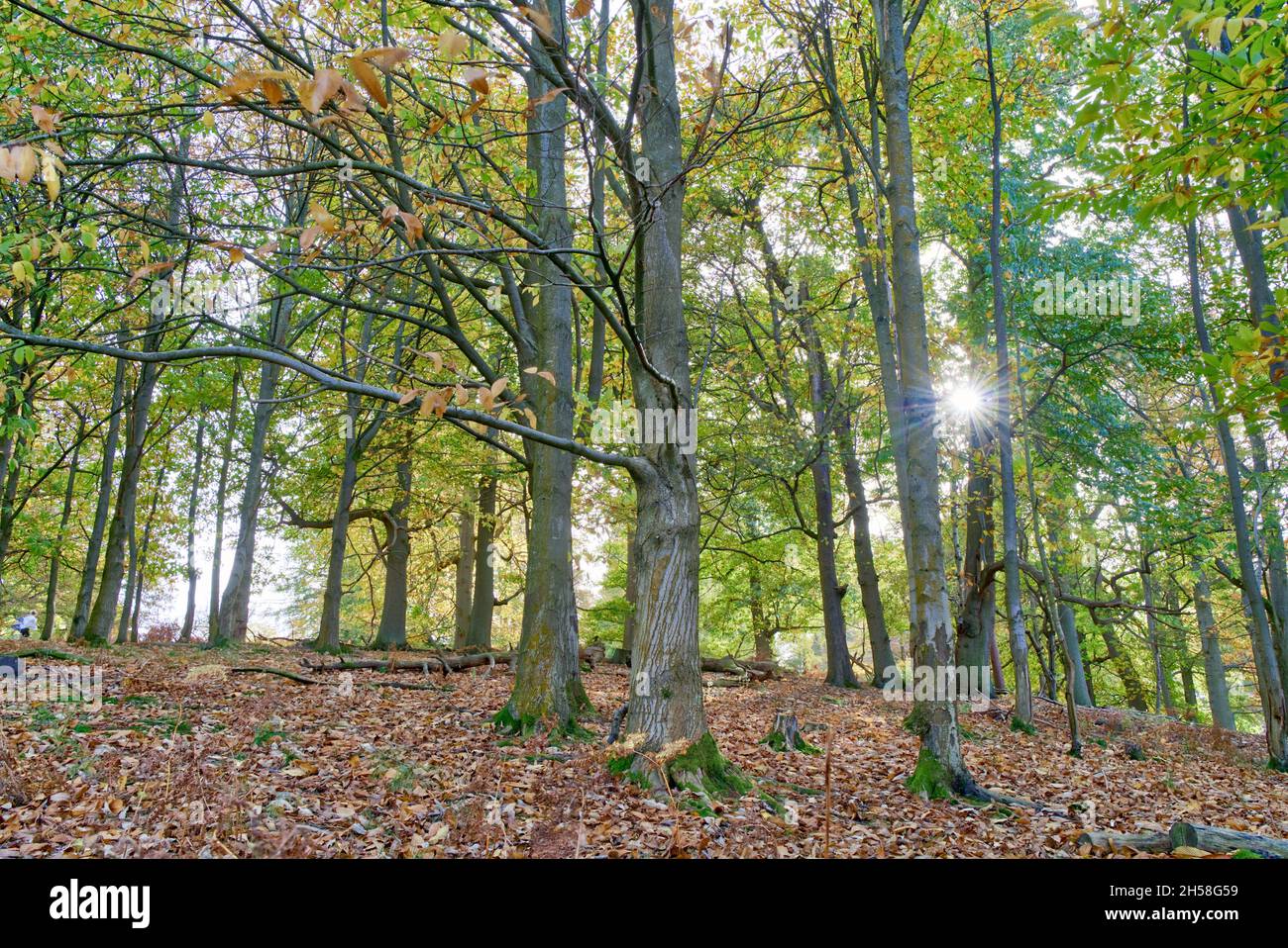 Sevenoaks Weald, Kent UK 7 novembre 2021. UK Meteo: Raggi solari autunnali e raggi di sole nebulosi nel parco di campagna del Kent, terreni coperti da foglie autunnali e colorate. Credit: Xiu Bao/Alamy Live News Foto Stock