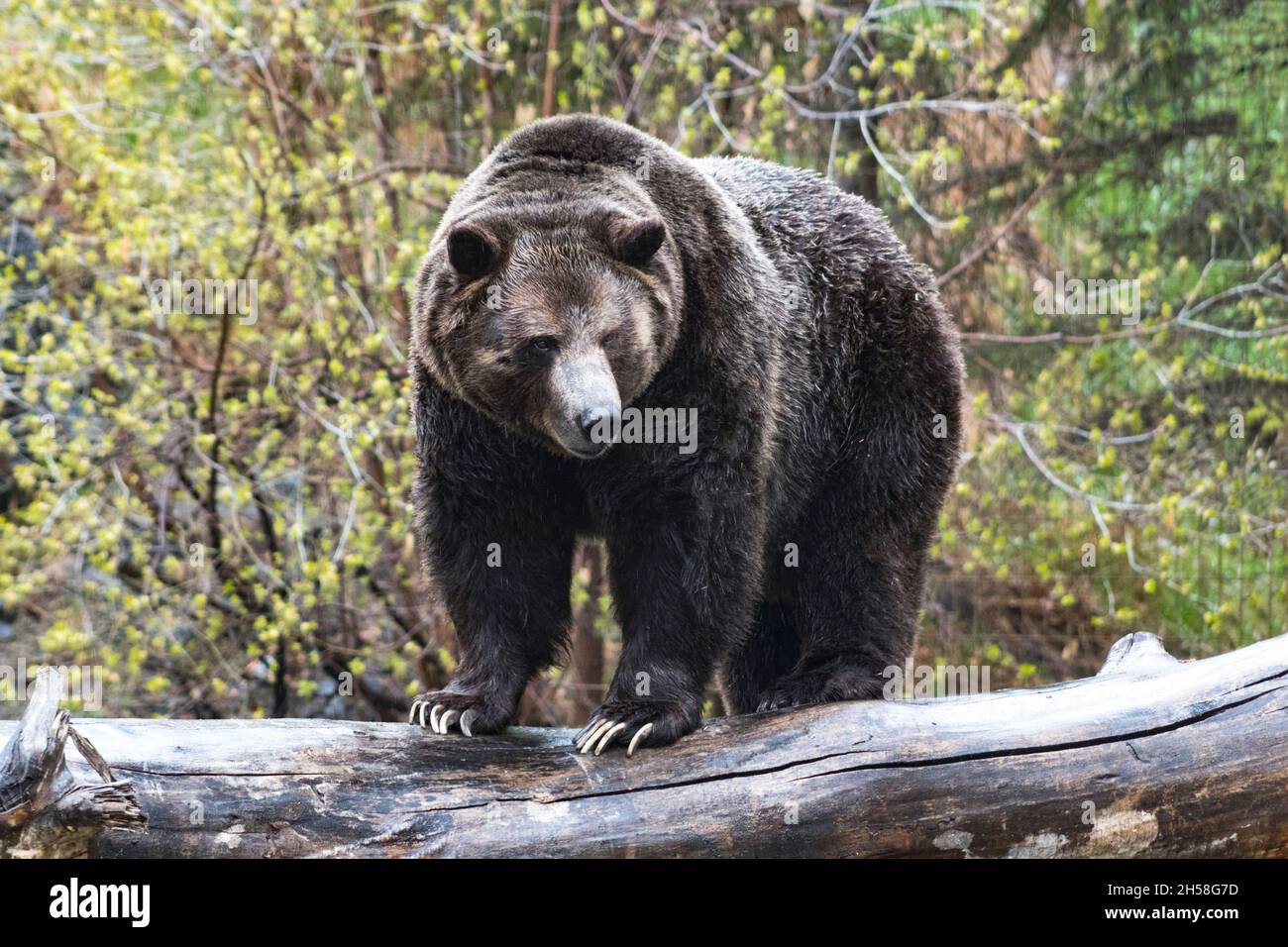 Orso Grizzly in piedi sul log in pioggia, rivolto verso la telecamera con testa in giù, corpo pieno, alberi sullo sfondo Foto Stock