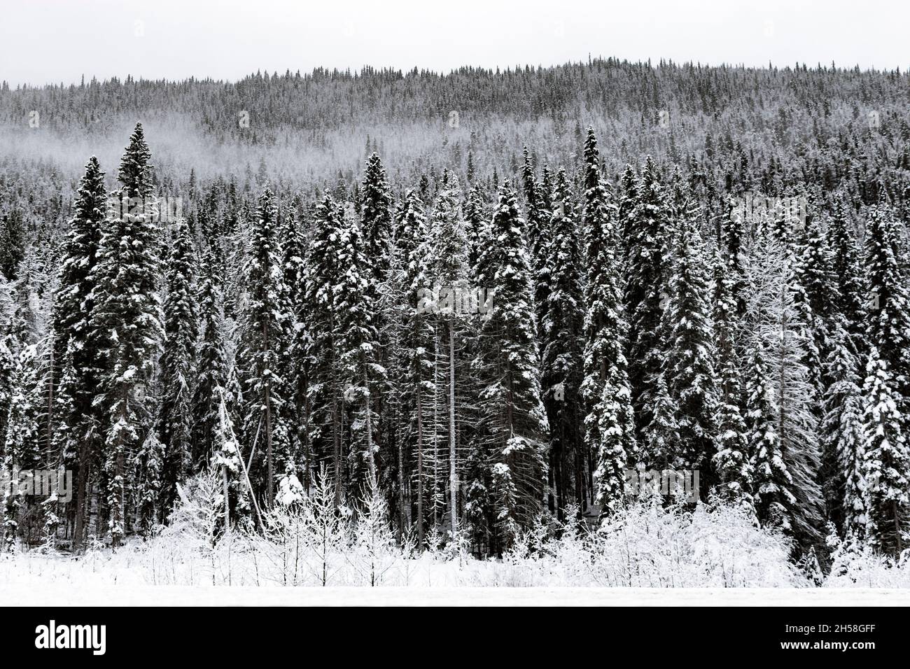 Alberi innevati in bianco e nero immagine fuori da Jasper dopo la tempesta invernale Foto Stock