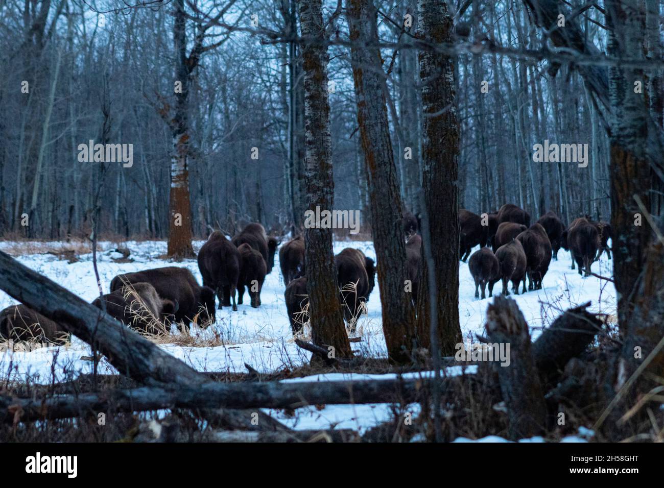 Un gregge di bisonti a piedi, negli alberi al crepuscolo in inverno. Foto Stock Un gregge di bisonti a piedi, negli alberi al crepuscolo in inverno. Foto Stock