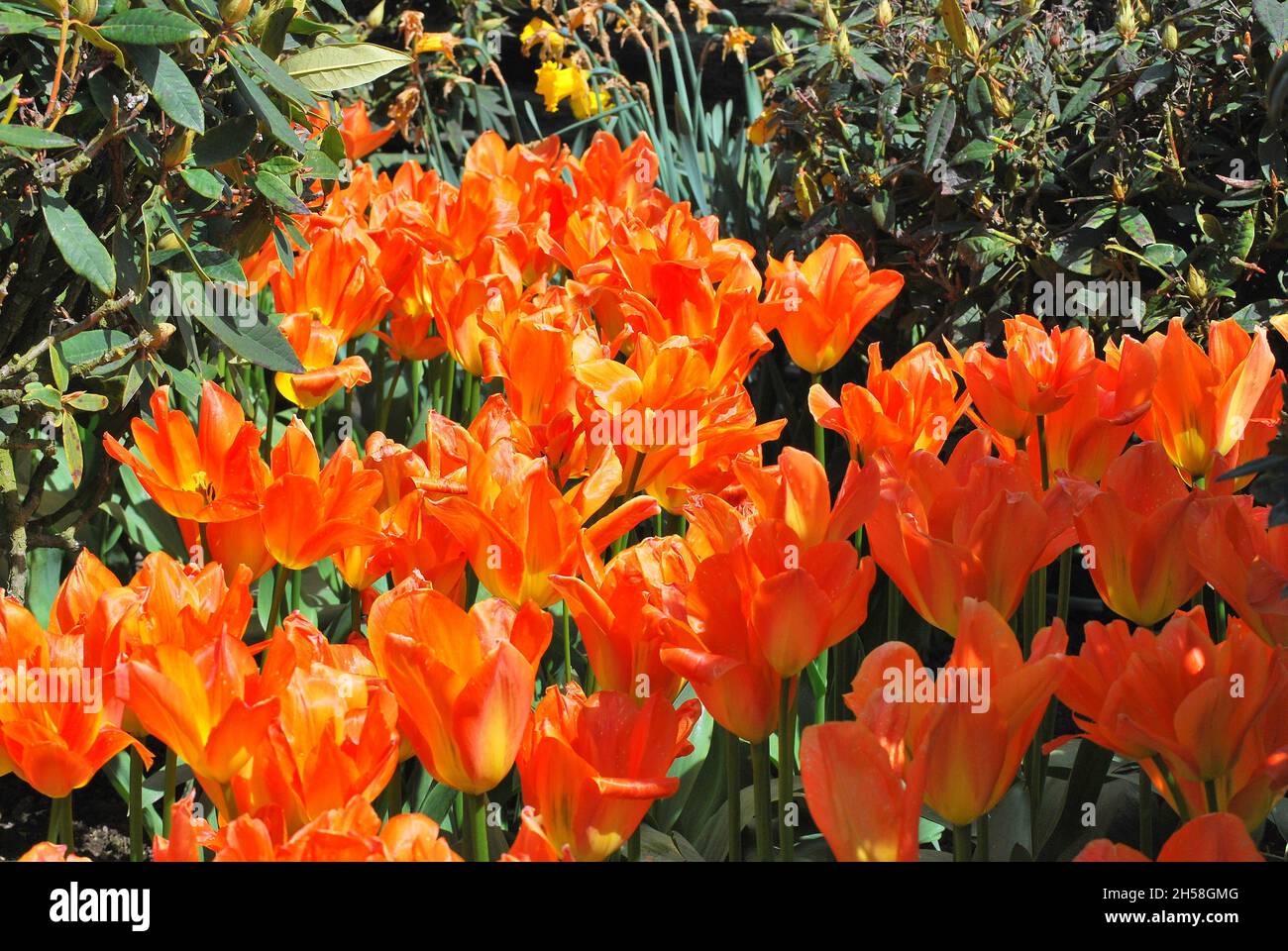 Un bel colpo di tulipani arancio ardente che brillano sotto la luce del sole in un giardino Foto Stock