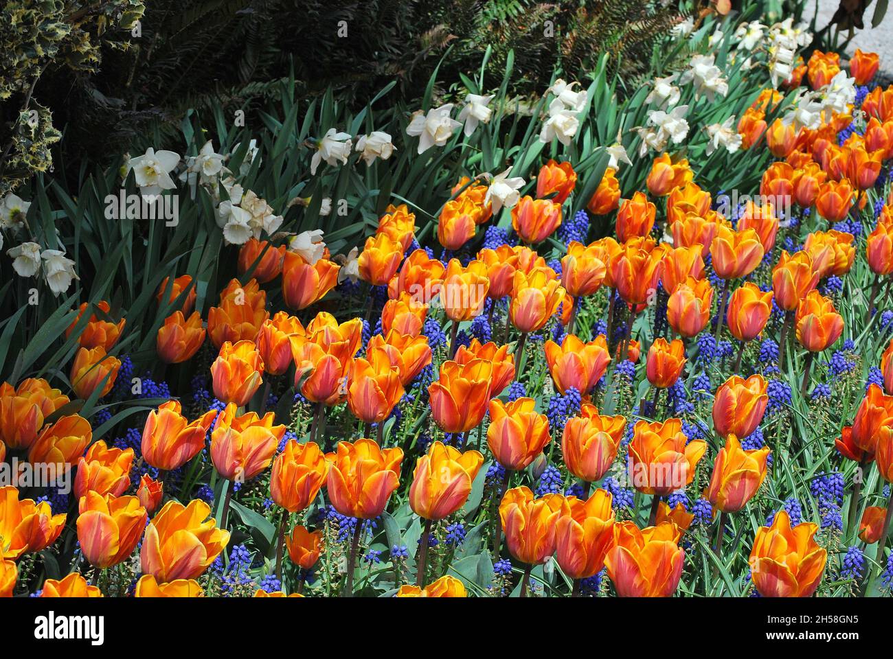 Una splendida vista di tulipani di arancio ardente e fiori bianchi che crescono in mezzo ad alta erba scura in un giardino Foto Stock