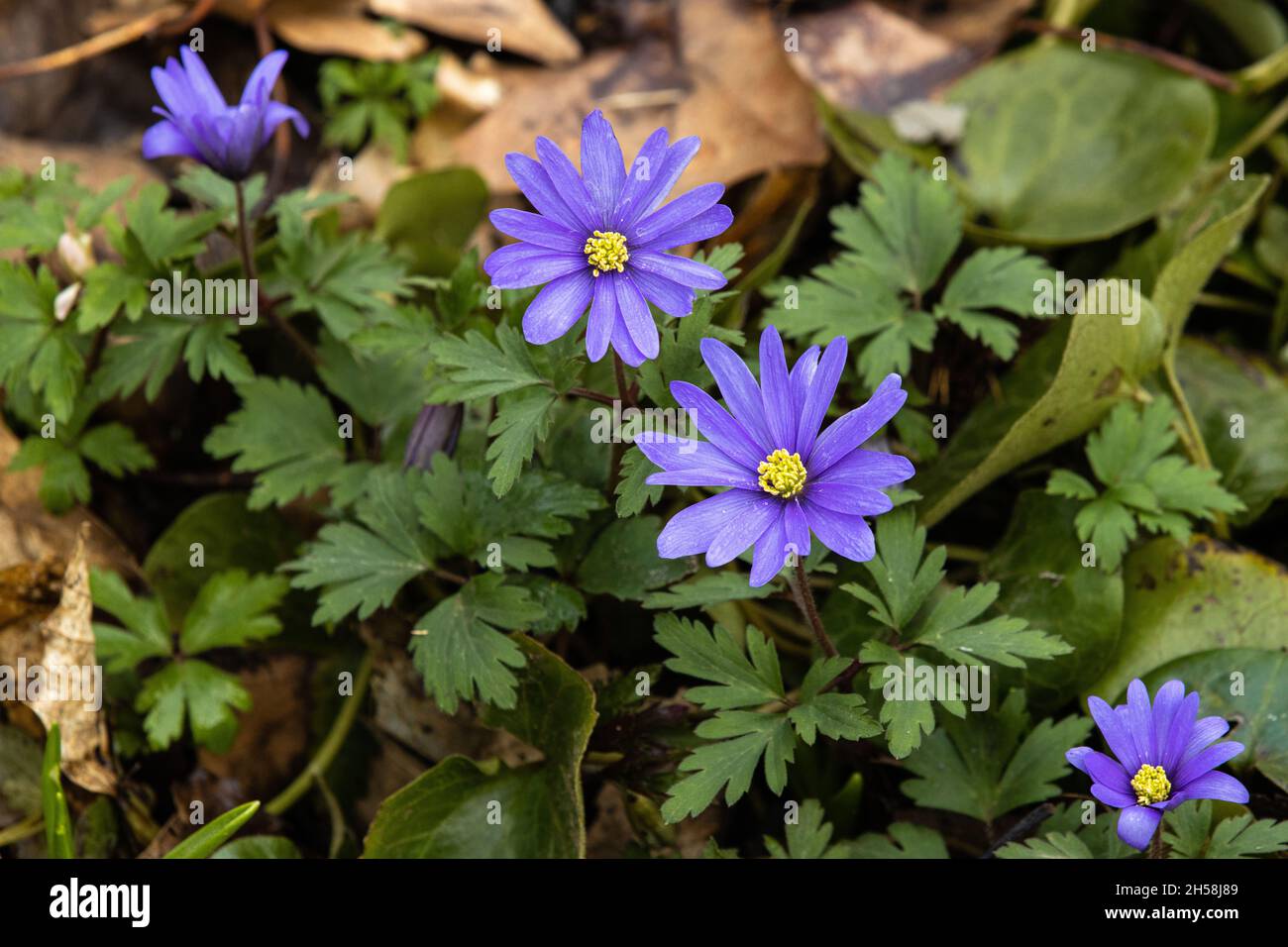 Gruppo di Anemone blanda blu in fiore in primavera Foto Stock
