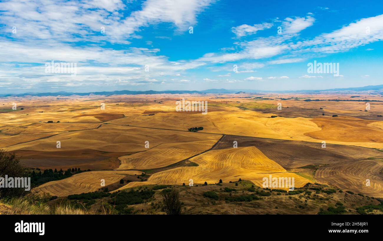 Le colline ondulate dorate del Palouse durante l'estate a Washington, Stati Uniti Foto Stock