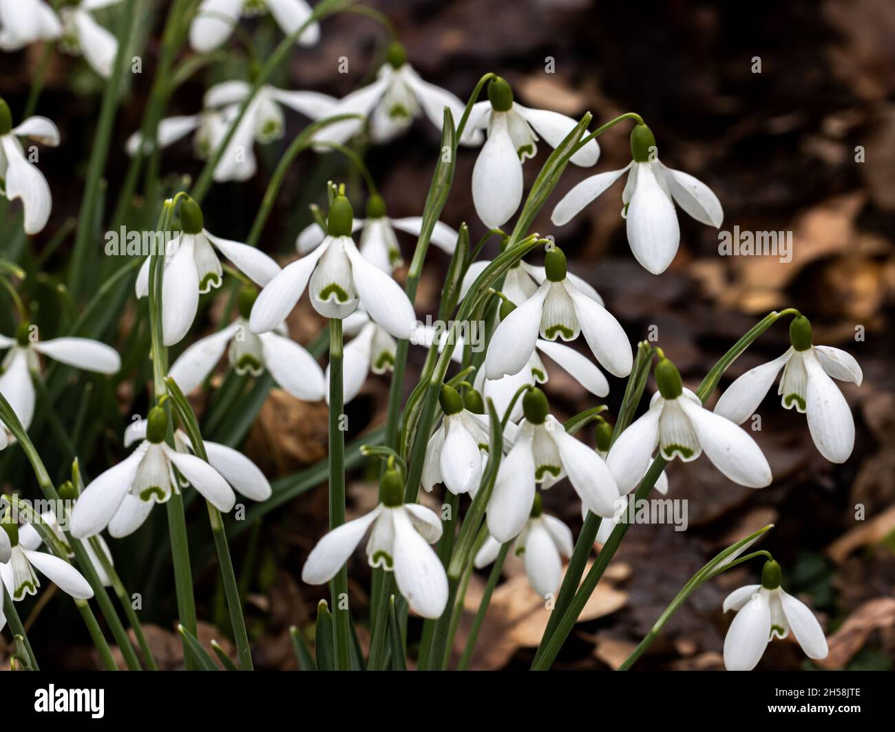 Magnete Galanthus o nevralgia, in fiore in primavera Foto Stock