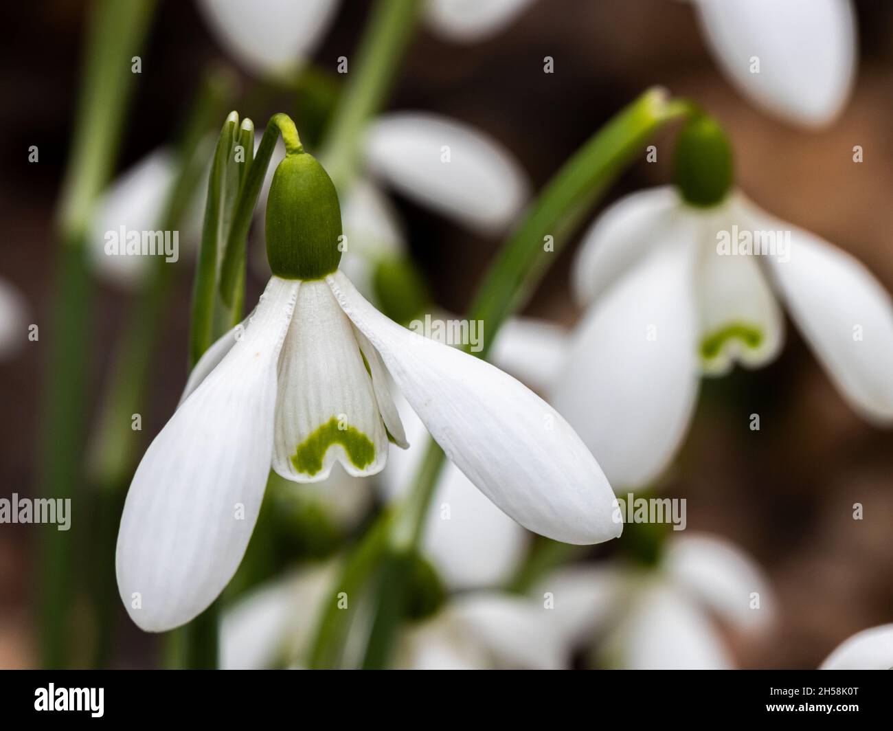 Bianco puro Galanthus Magnet fiore in inverno Foto Stock