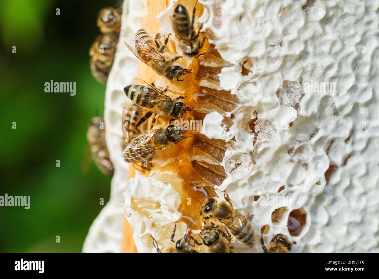 Macro di api da lavoro a nido d'ape. Immagine di produzione di miele e apicoltura. Foto Stock
