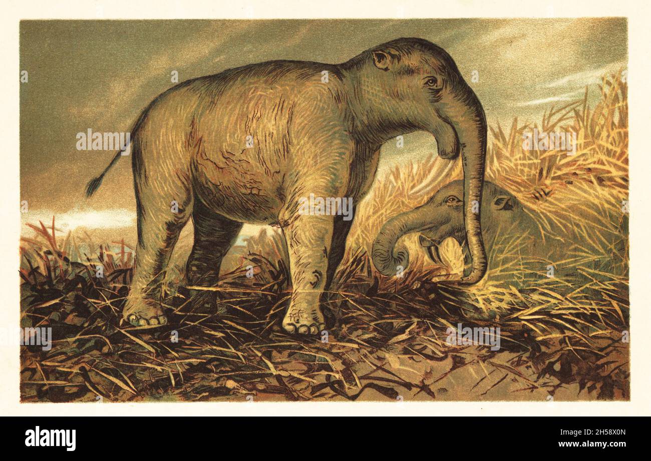 Deinotherium giganteum, grande parente preistorico estinto di elefanti moderni che vivevano dal Miocene medio al Pleistocene antico. Dinotherium giganteum Kaup. Illustrazione stampata a colori da F. John di Wilhelm Bolsche Tiere der Urwelt (Animals of the Prehistoric World), Reichart Cocoa Company, Amburgo, 1908. Foto Stock