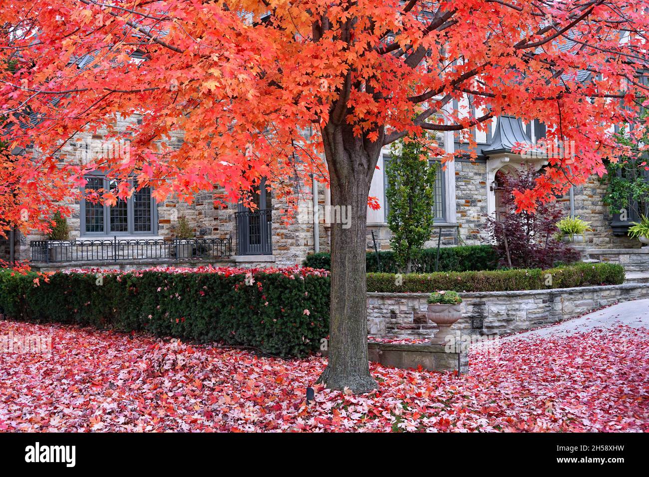 Albero di acero di zucchero in tonalità brillanti di rosso, giallo e arancio in autunno Foto Stock