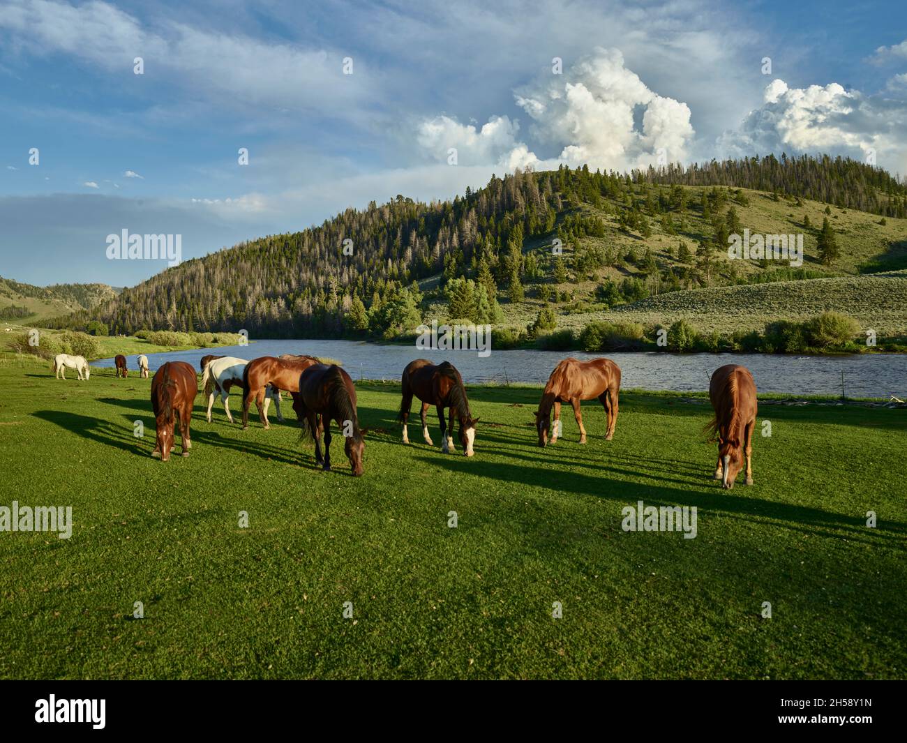I cavalli pascolano nel pascolo al A Bar Un ranch ospiti, vicino Riverside, Wyoming. Foto Stock