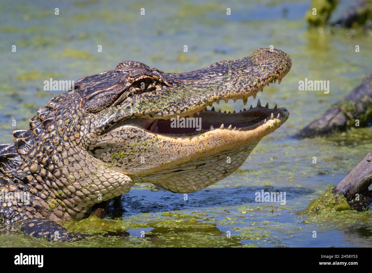 Alligatore americano con bocca aperta e denti affilati Foto Stock