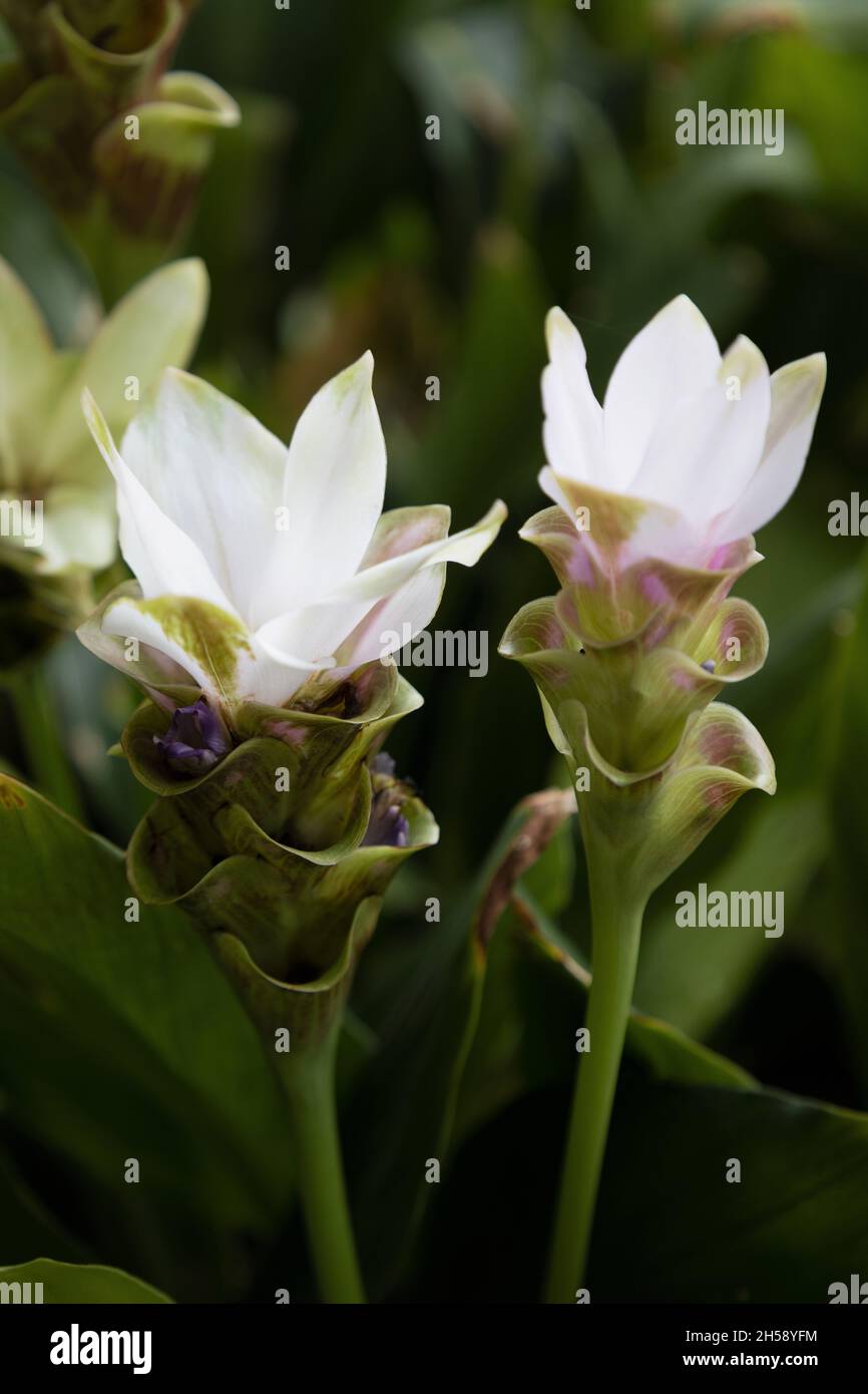 Curcuma alismatifolia 'verde smeraldo' al Giardino Botanico di San Antonio in Texas. Foto Stock