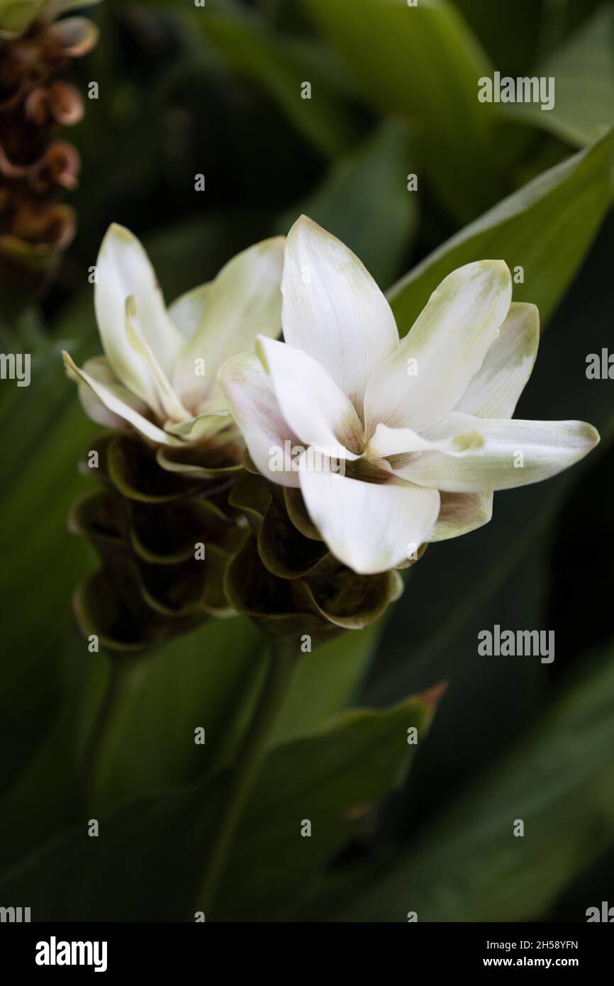 Curcuma alismatifolia 'verde smeraldo' al Giardino Botanico di San Antonio in Texas. Foto Stock