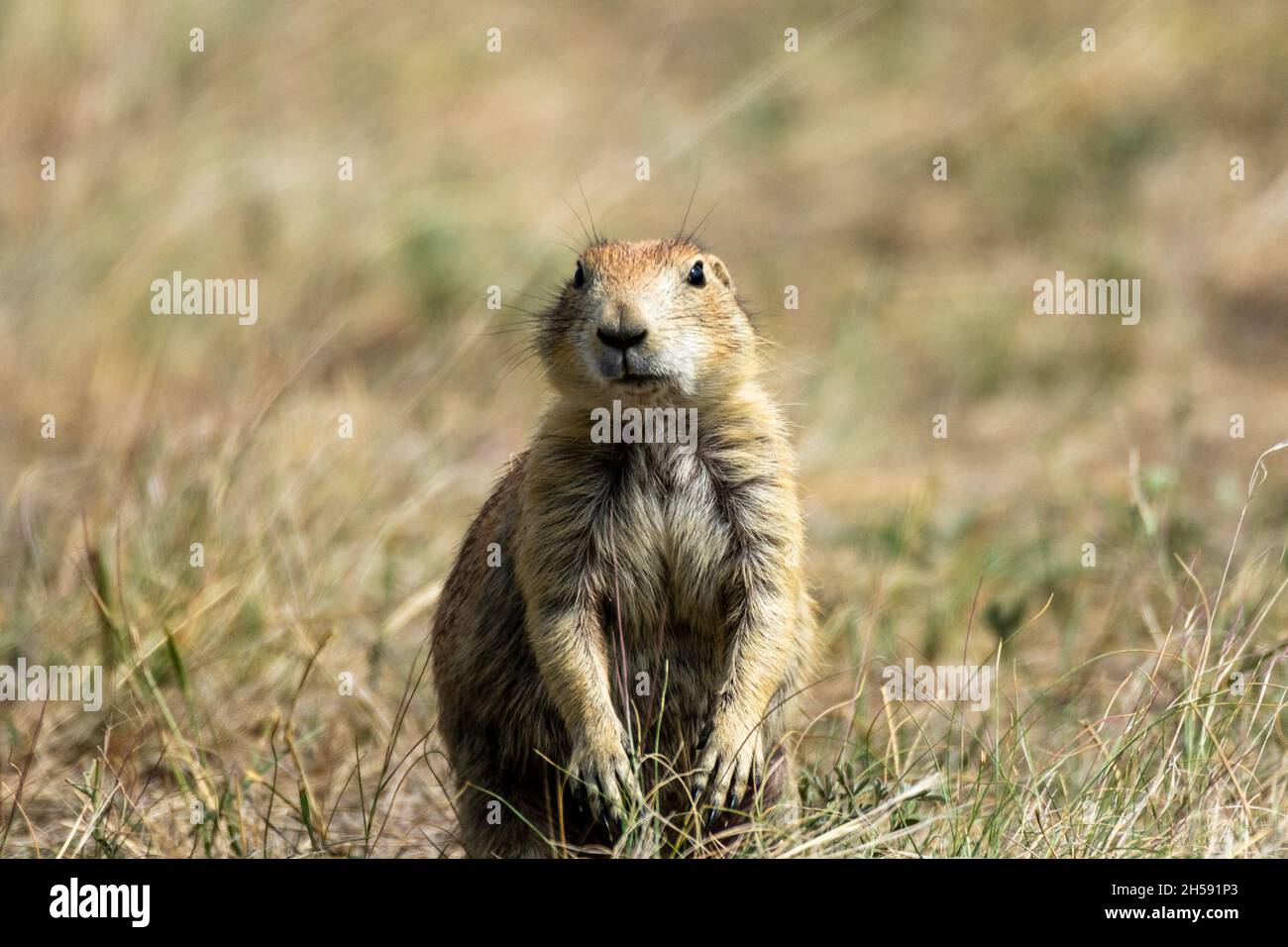 Ground Hog guarda la macchina fotografica, il Devils Tower National Monument, Wyoming Foto Stock