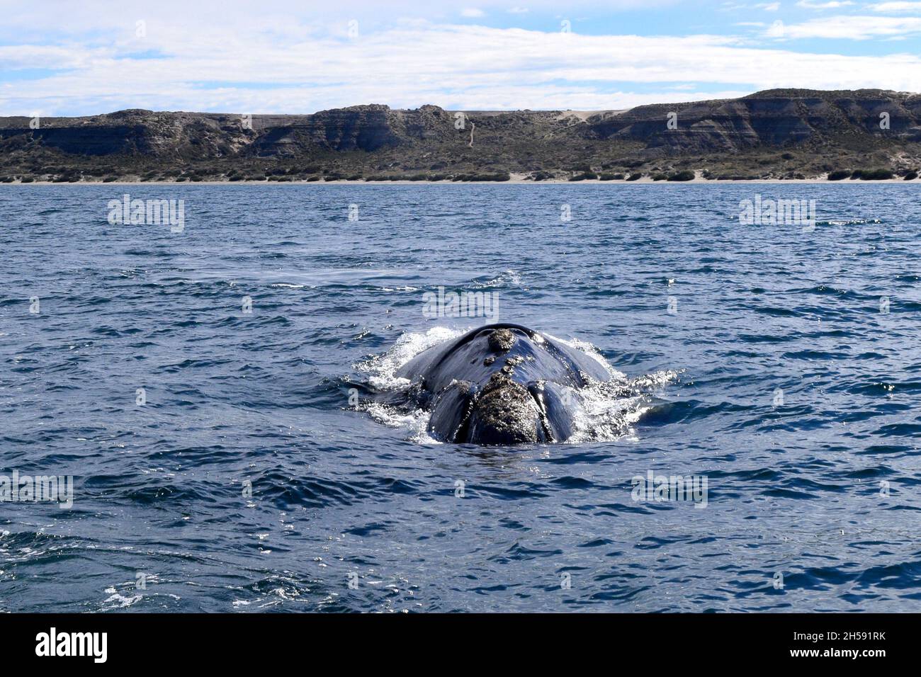 Franca Austral Whales nuoto vicino Peninsula Valdes, Argentina Foto Stock