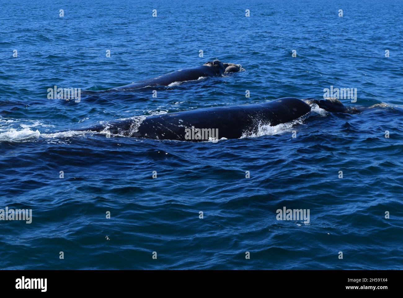 Franca Austral Whales nuoto vicino Peninsula Valdes, Argentina Foto Stock