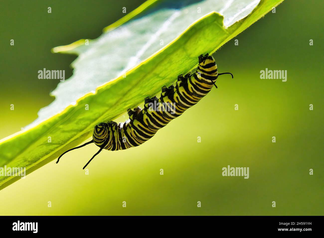 Ultra close-up di una farfalla monarca gialla, nera e bianca a strisce che mangia l'erba del latte. Foto Stock