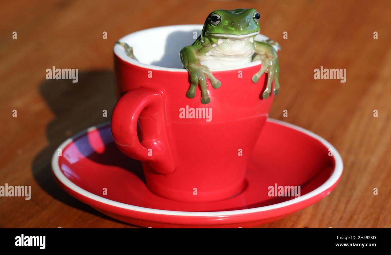 Una bella rana verde australiana grande albero arrampicata o guardando fuori da un caffè rosso luminoso o tè tazza su un bel tavolo di legno. Foto Stock