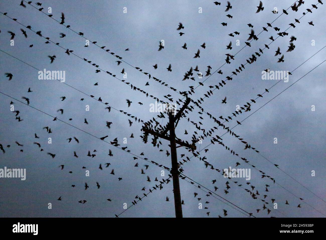 Blackbirds radunarsi a El Reno, Oklahoma Foto Stock