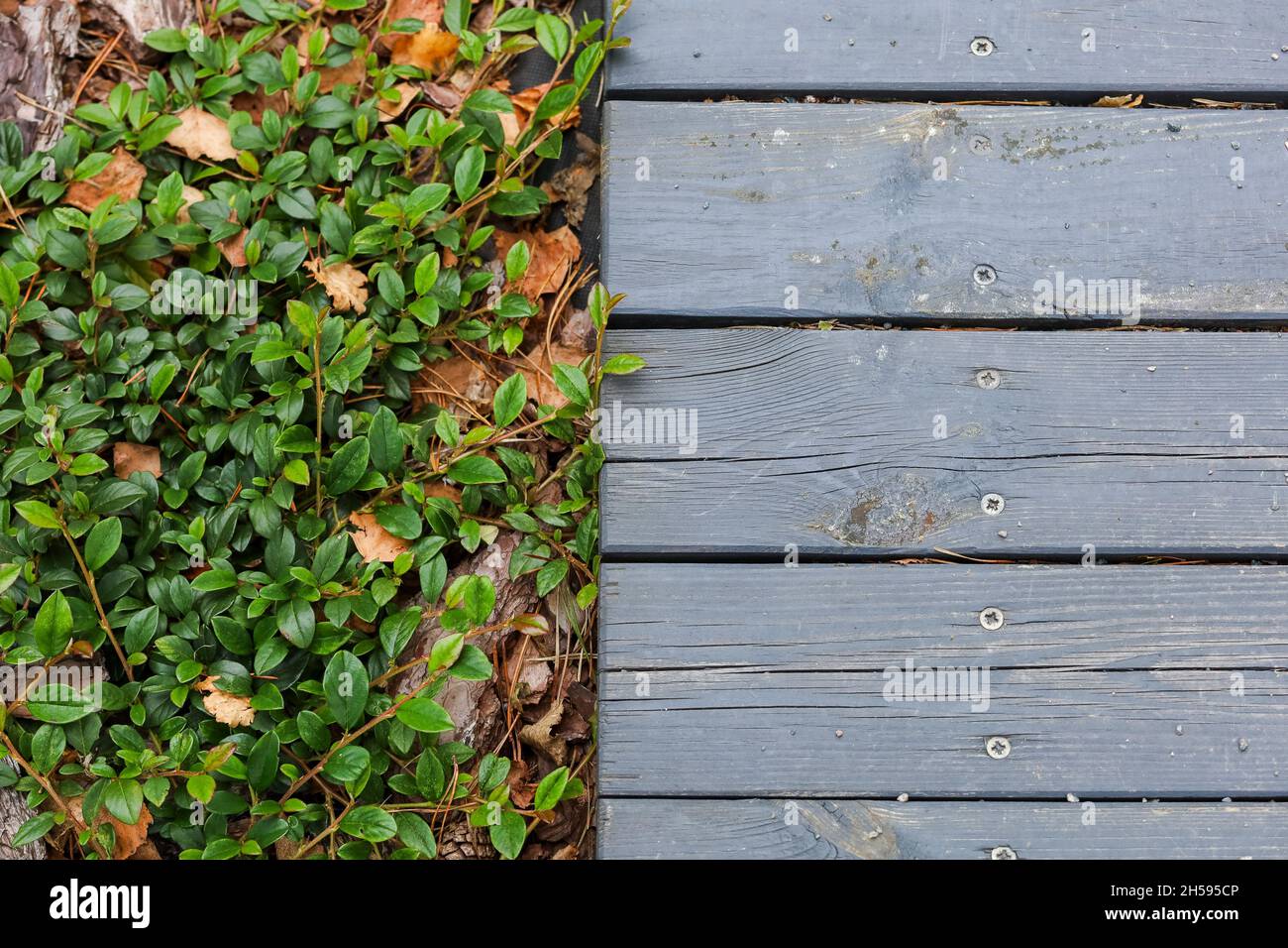 Pavimento in legno vicino alle foglie verdi, aghi di pino, pietre. Foto di alta qualità Foto Stock
