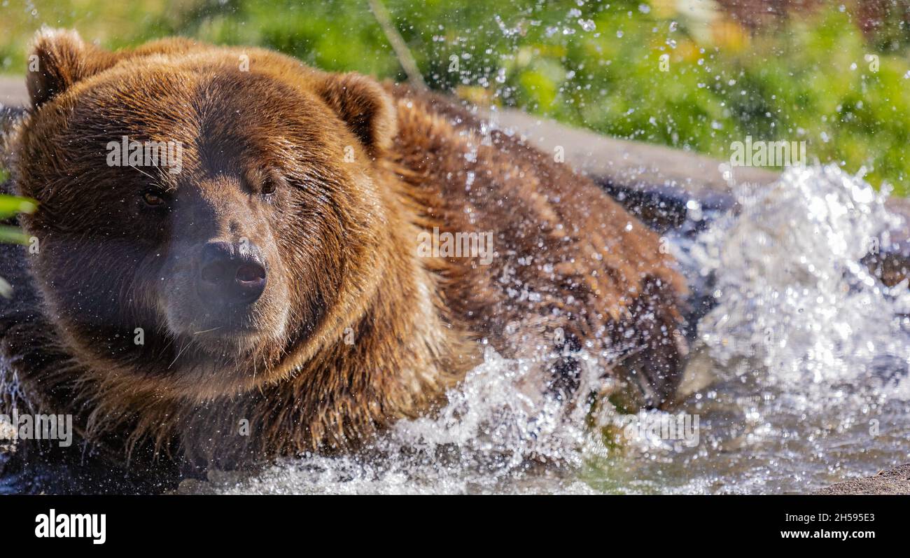 Un orso bruno che gioca nell'acqua. Bear godere in acqua in una calda giornata di sole. Foto di viaggio, messa a fuoco selettiva, senza persone, concetto di foto anim selvaggio Foto Stock