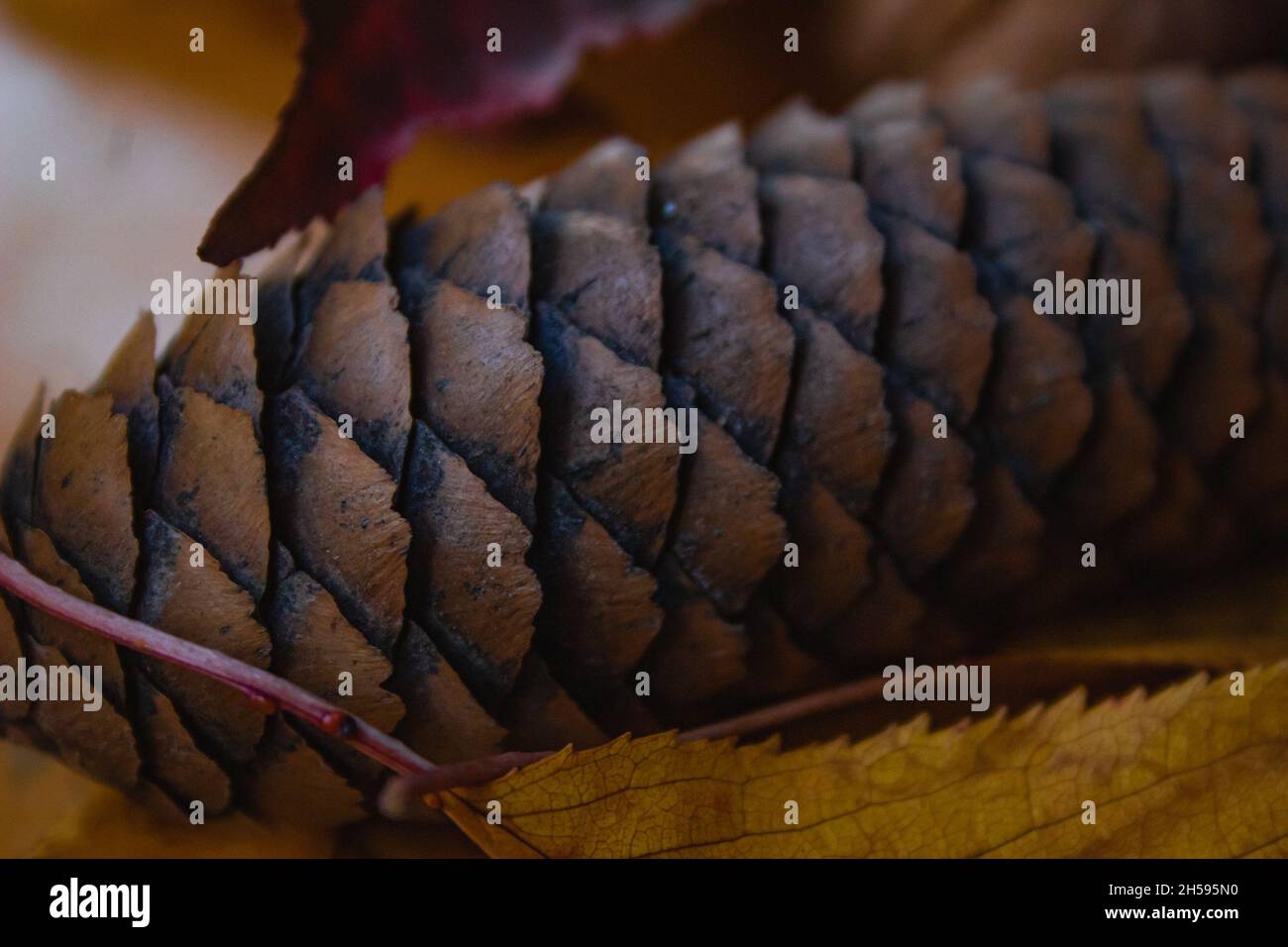 Primo piano di un pinecone marrone Foto Stock