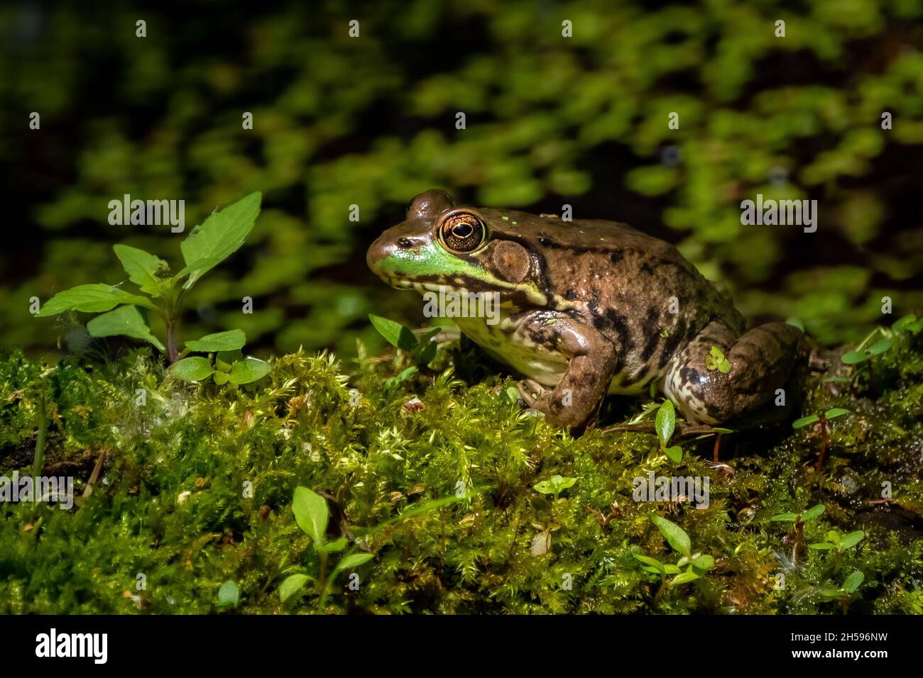 Bullfrog americano (Lithobates catesbeianus) che riposa su un tronco coperto di muschio nel sole primaverile del pomeriggio. Foto Stock