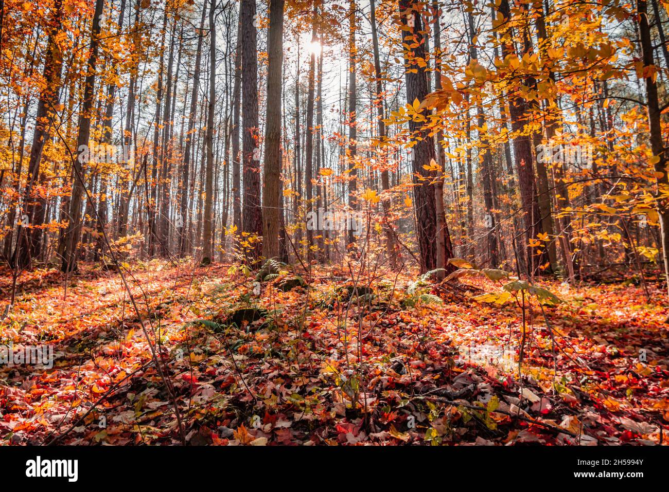caldo mattina escursioni in una foresta autunno stagione sole splendente dietro alberi alti foglie gialle a terra Foto Stock