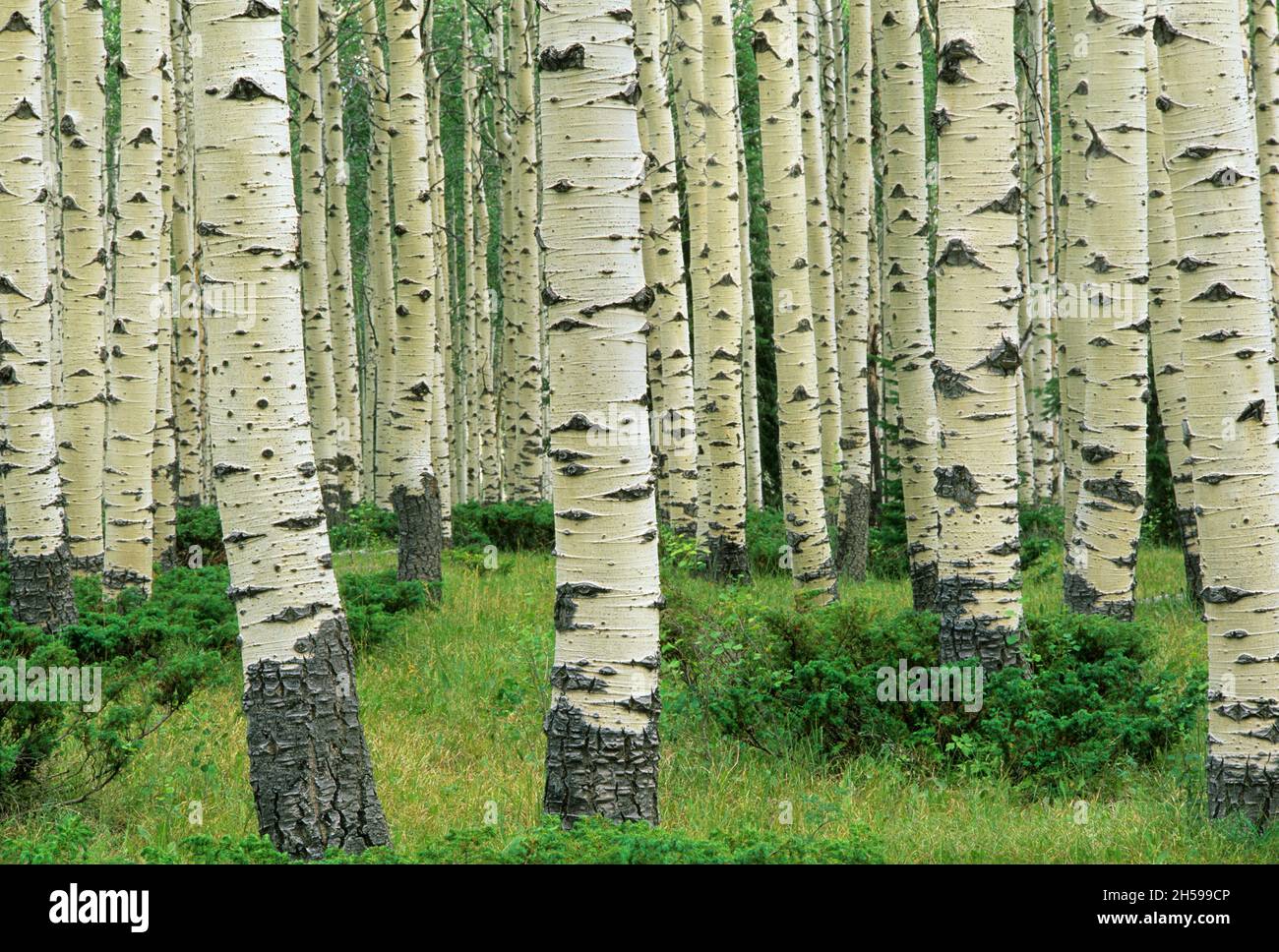 Aspen grove Foto Stock