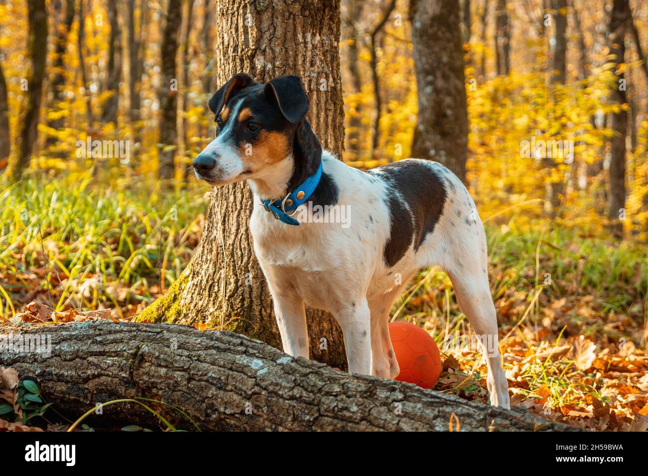 Un cane bianco con macchie nere in piedi in una foresta d'autunno. Primo piano. Erba verde e alberi sullo sfondo Foto Stock