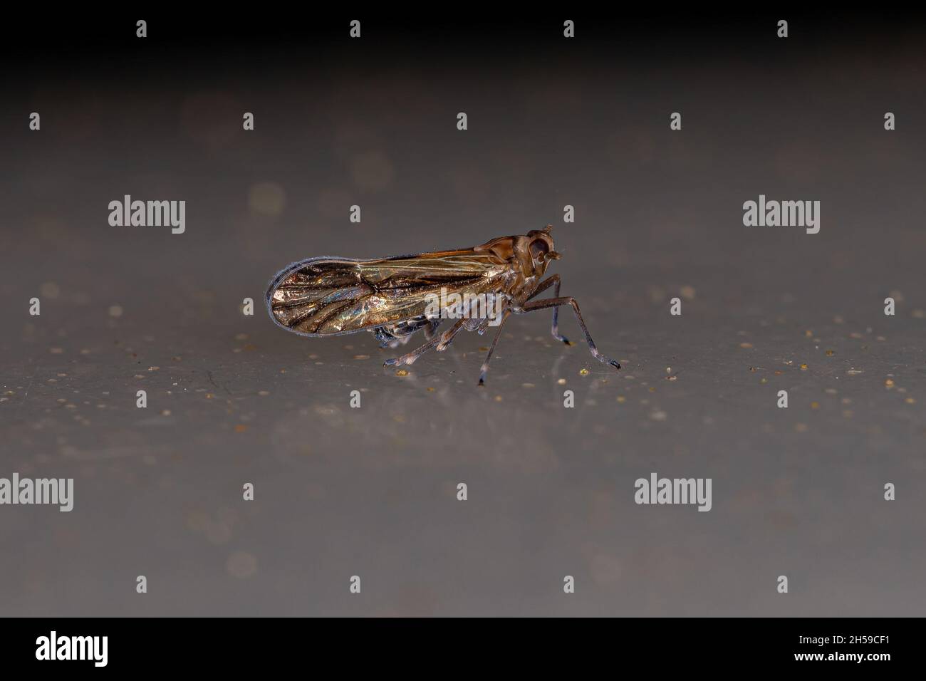 Adulto Delphacid Planthopper insetto della famiglia Delphacidae Foto Stock