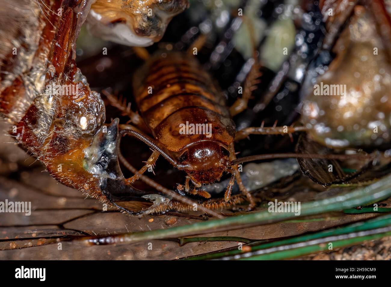 Piccolo Cockroach in legno Nymph della famiglia Ectobiidae all'interno di una cicada che mangia i suoi interni Foto Stock