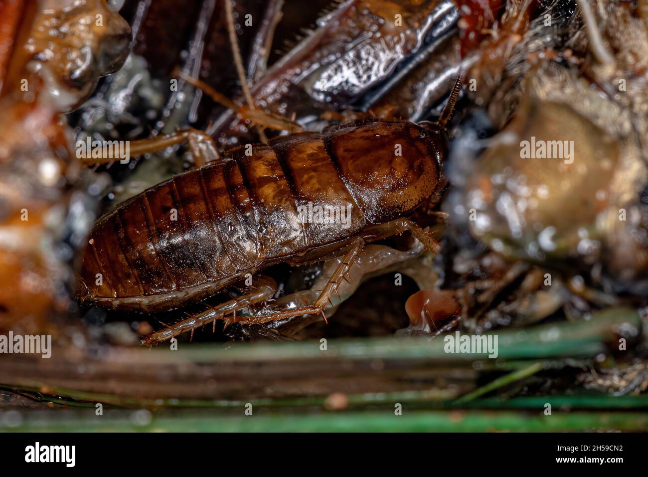 Piccolo Cockroach in legno Nymph della famiglia Ectobiidae all'interno di una cicada che mangia i suoi interni Foto Stock