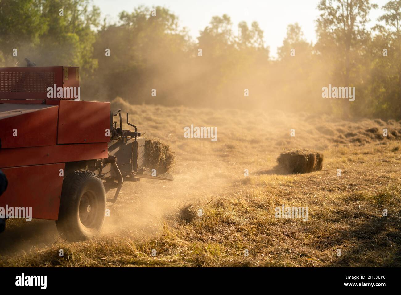 Macchina per la raccolta dell'erba. Trinciatrice foraggera pangola erba insilato raccolto in campo. Agricoltura. Foto Stock