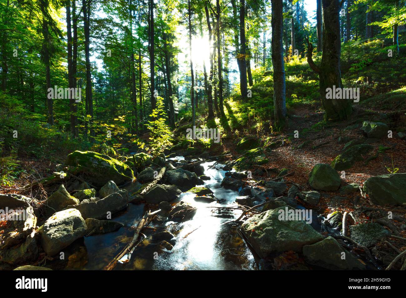 Foresta decidua al semaforo con torrente al Feldsee nello Schwarzwald Foto Stock
