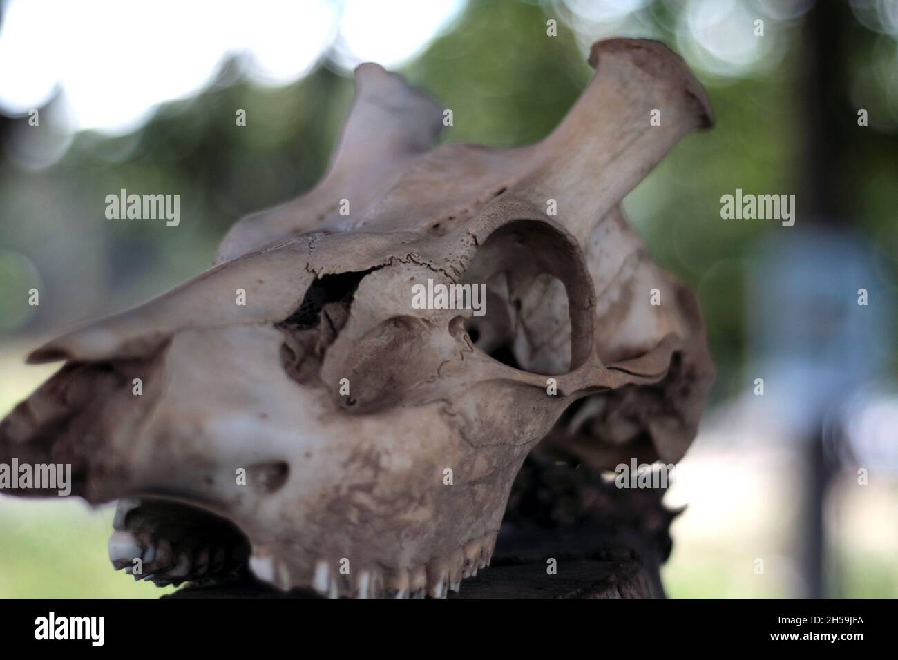 Cranio di cervo Foto Stock