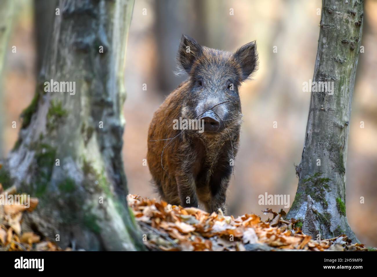 Cinghiale selvatico maschile nella foresta d'autunno. Fauna selvatica scena dalla natura Foto Stock