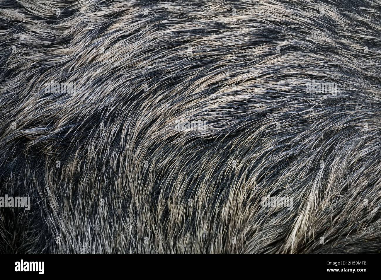 Disegno di modello di cinghiale. Vera pelliccia pelle texture. Sfondo della tessera del motivo di stampa animale Foto Stock