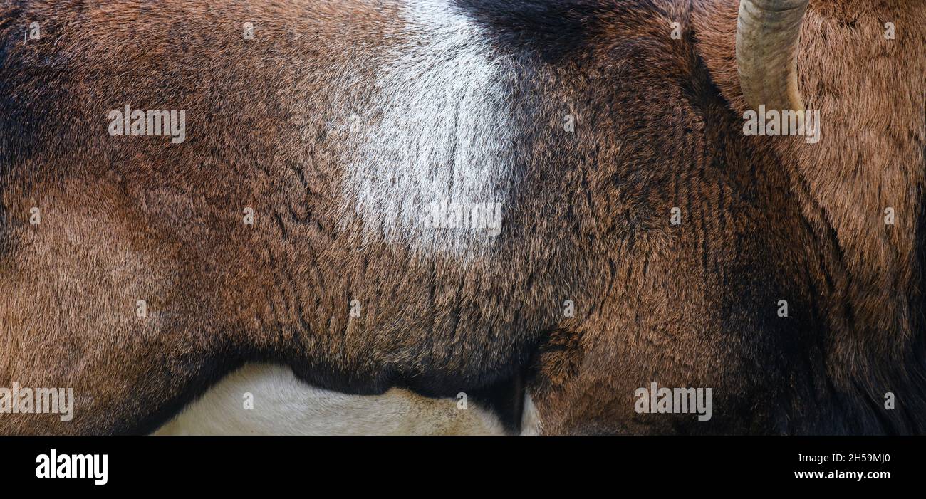 Vera pelle di pelliccia mouflon. Sfondo della tessera del motivo di stampa animale Foto Stock