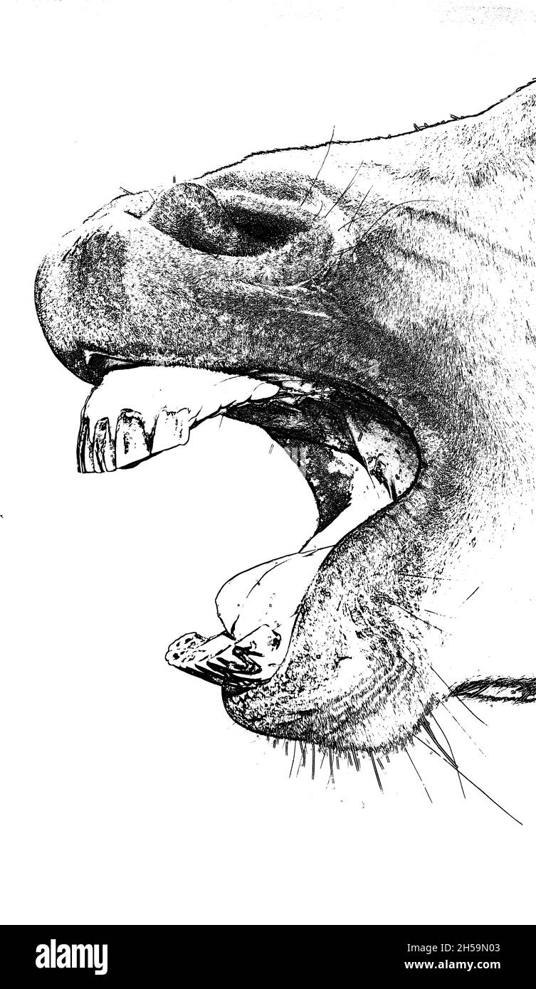Primo piano di una bocca di cavalli con denti grandi monocromatici Foto Stock