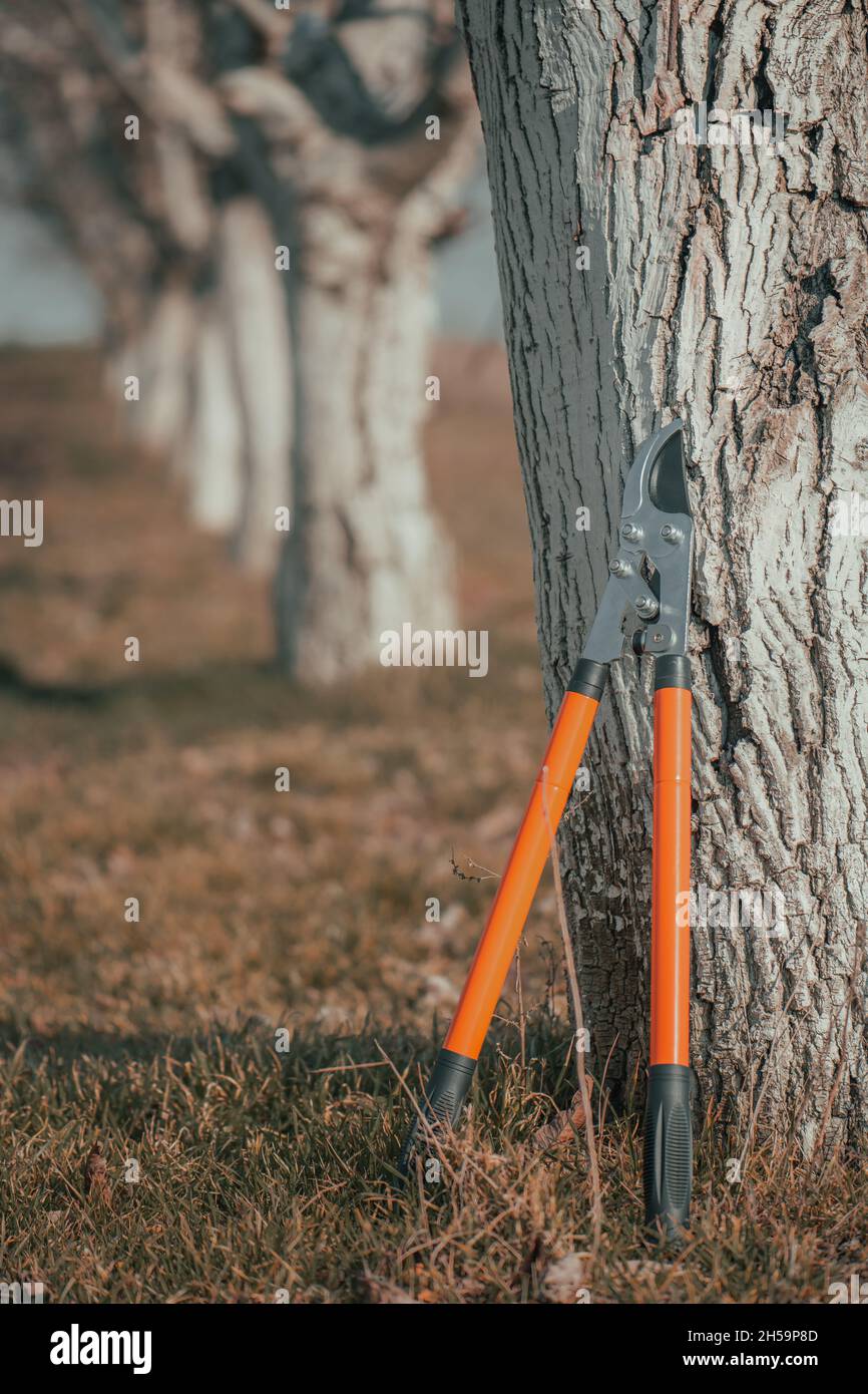 Lopper bypass a cricchetto telescopico che pende su alberi di noce in frutteto, fuoco selettivo con spazio di copia Foto Stock