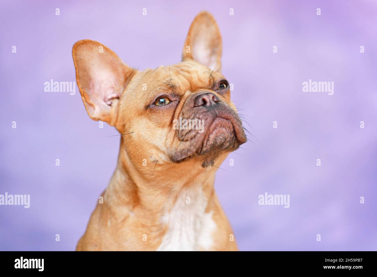 Ritratto di cane Bulldog francese di eed di fronte a sfondo viola Foto Stock